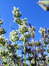 Fotografia da espécie Thymus zygis subesp. zygis