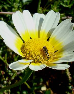 Fotografia 3 da espécie Glebionis coronaria no Jardim Botânico UTAD
