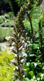 Fotografia da espécie Acanthus mollis