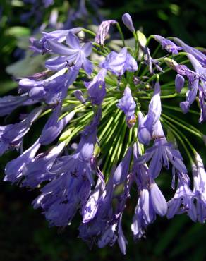 Fotografia 4 da espécie Agapanthus africanus no Jardim Botânico UTAD