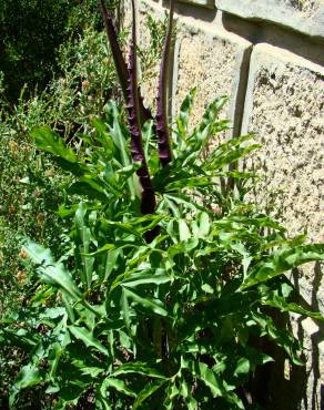 Fotografia 4 da espécie Dracunculus vulgaris no Jardim Botânico UTAD