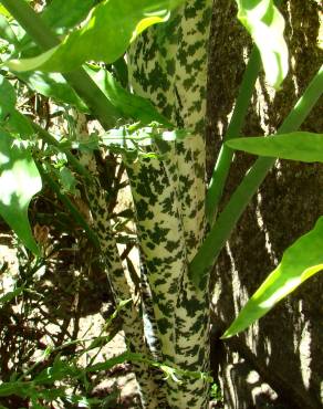 Fotografia 5 da espécie Dracunculus vulgaris no Jardim Botânico UTAD