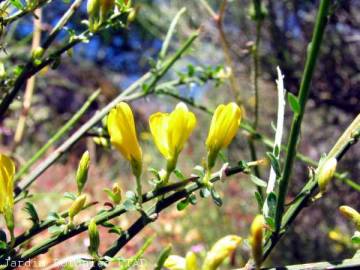 Fotografia da espécie Chrysojasminum fruticans