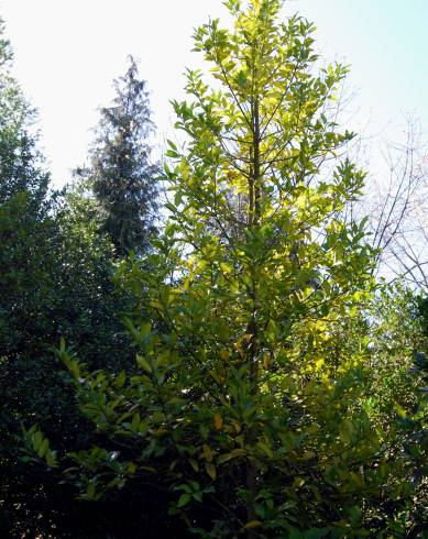 Fotografia de capa Ilex x koehneana - do Jardim Botânico