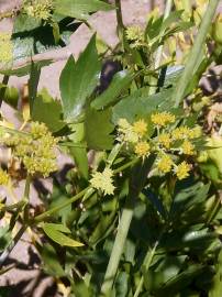 Fotografia da espécie Levisticum officinale