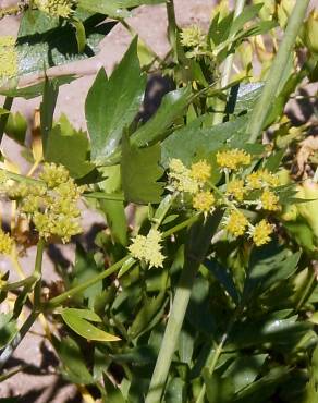 Fotografia 3 da espécie Levisticum officinale no Jardim Botânico UTAD