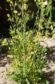 Fotografia da espécie Levisticum officinale