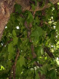 Fotografia da espécie Liquidambar styraciflua