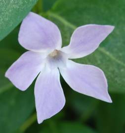 Fotografia da espécie Vinca major subesp. major