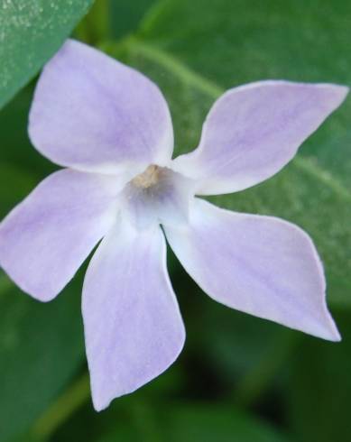 Fotografia de capa Vinca major subesp. major - do Jardim Botânico