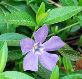 Fotografia da espécie Vinca minor