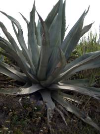 Fotografia da espécie Agave americana subesp. americana