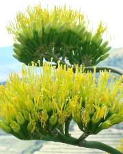 Fotografia da espécie Agave americana