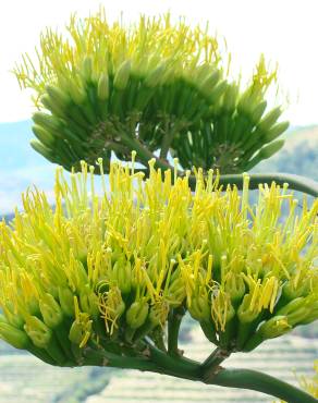 Fotografia 1 da espécie Agave americana subesp. americana no Jardim Botânico UTAD