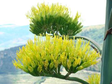 Fotografia da espécie Agave americana subesp. americana