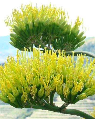 Fotografia de capa Agave americana subesp. americana - do Jardim Botânico