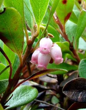 Fotografia 1 da espécie Arctostaphylos uva-ursi no Jardim Botânico UTAD