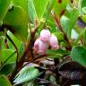 Fotografia 1 da espécie Arctostaphylos uva-ursi do Jardim Botânico UTAD