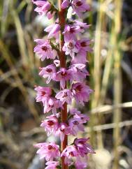 Calluna vulgaris