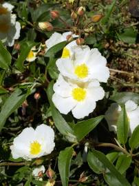 Fotografia da espécie Cistus laurifolius
