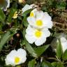 Fotografia 3 da espécie Cistus laurifolius do Jardim Botânico UTAD