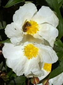 Fotografia da espécie Cistus laurifolius