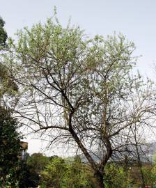 Fotografia da espécie Elaeagnus angustifolia