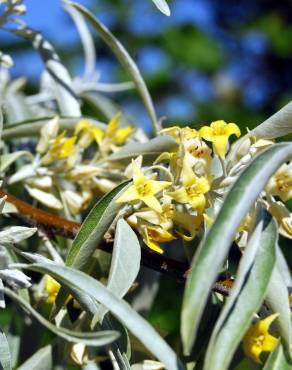 Fotografia 1 da espécie Elaeagnus angustifolia no Jardim Botânico UTAD