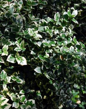 Fotografia 3 da espécie Euonymus fortunei var. radicans no Jardim Botânico UTAD