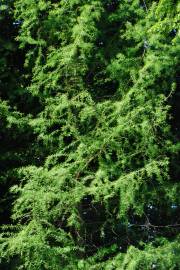 Fotografia da espécie Sequoia sempervirens