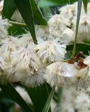 Fotografia da espécie Acacia melanoxylon