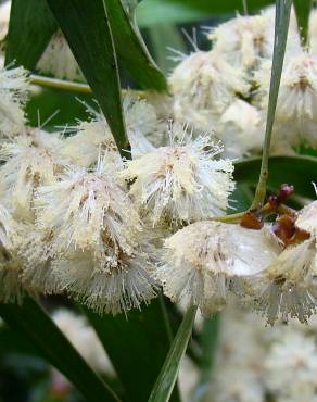 Fotografia 1 da espécie Acacia melanoxylon no Jardim Botânico UTAD