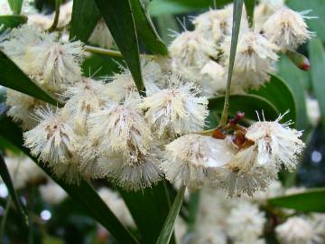 Fotografia da espécie Acacia melanoxylon