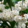 Fotografia 1 da espécie Acacia melanoxylon do Jardim Botânico UTAD