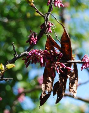 Fotografia 4 da espécie Cercis siliquastrum no Jardim Botânico UTAD