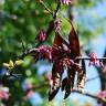 Fotografia 4 da espécie Cercis siliquastrum do Jardim Botânico UTAD