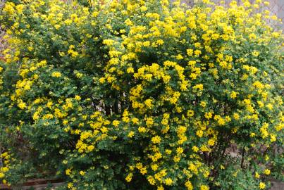 Fotografia da espécie Coronilla glauca