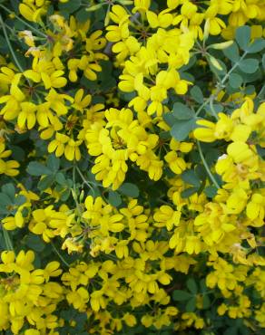 Fotografia 3 da espécie Coronilla glauca no Jardim Botânico UTAD