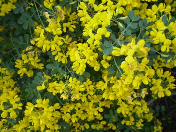 Fotografia da espécie Coronilla glauca