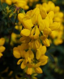 Fotografia da espécie Coronilla glauca