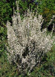 Fotografia da espécie Cytisus multiflorus