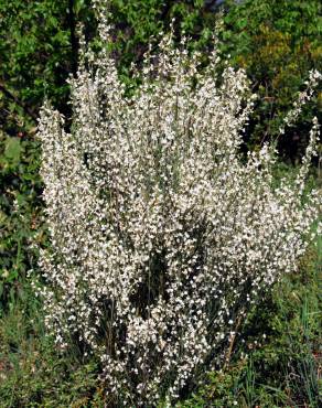 Fotografia 3 da espécie Cytisus multiflorus no Jardim Botânico UTAD