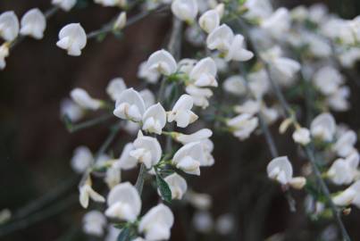 Fotografia da espécie Cytisus multiflorus