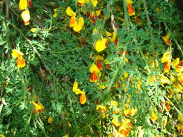 Fotografia da espécie Cytisus scoparius subesp. scoparius