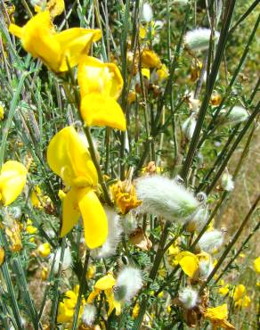 Fotografia 4 da espécie Cytisus striatus no Jardim Botânico UTAD