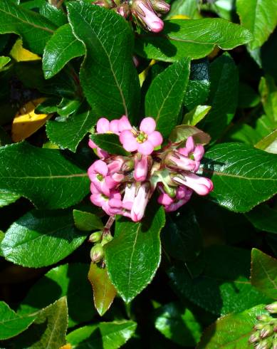 Fotografia de capa Escallonia laevis - do Jardim Botânico