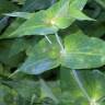 Fotografia 4 da espécie Euphorbia lathyris do Jardim Botânico UTAD