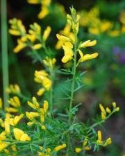 Fotografia da espécie Genista triacanthos