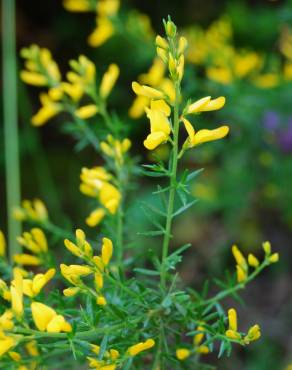 Fotografia 1 da espécie Genista triacanthos no Jardim Botânico UTAD