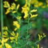 Fotografia 1 da espécie Genista triacanthos do Jardim Botânico UTAD